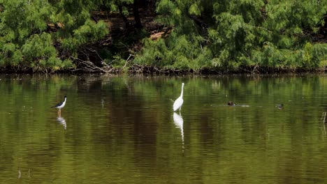 egret watches curiously as turtles eat a duck