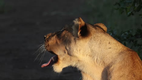 lioness yawning and showing teeth in beautiful morning light, mashatu game reserve.