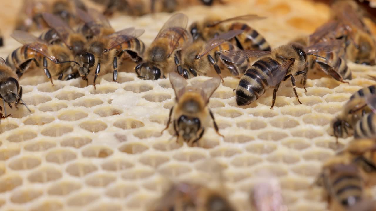 Honey Bees working on honeycomb close-up shot. Bees are best known to humans for their ecological roles as pollinators