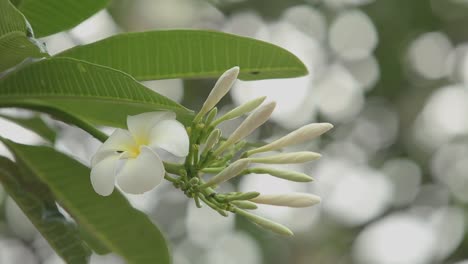 plumeria flowers
at south of thailand