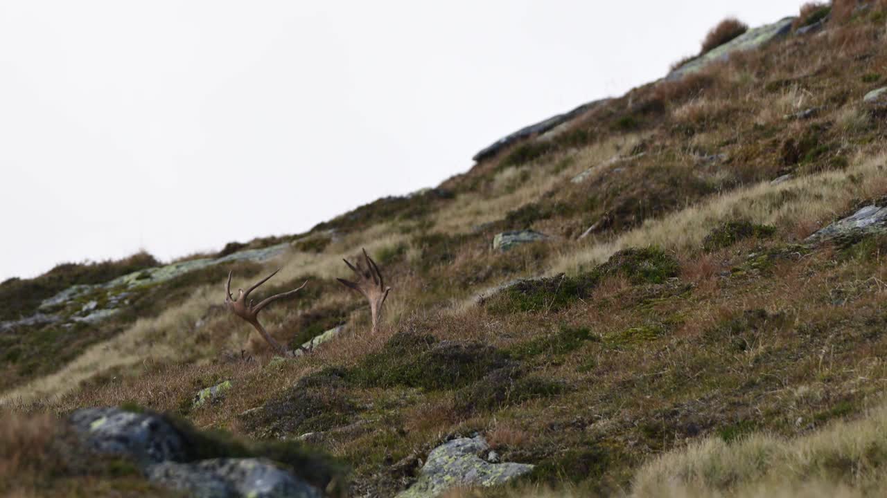 Antlers of two reindeer visible above a ridge line as the pair moves up mountain in Norway.