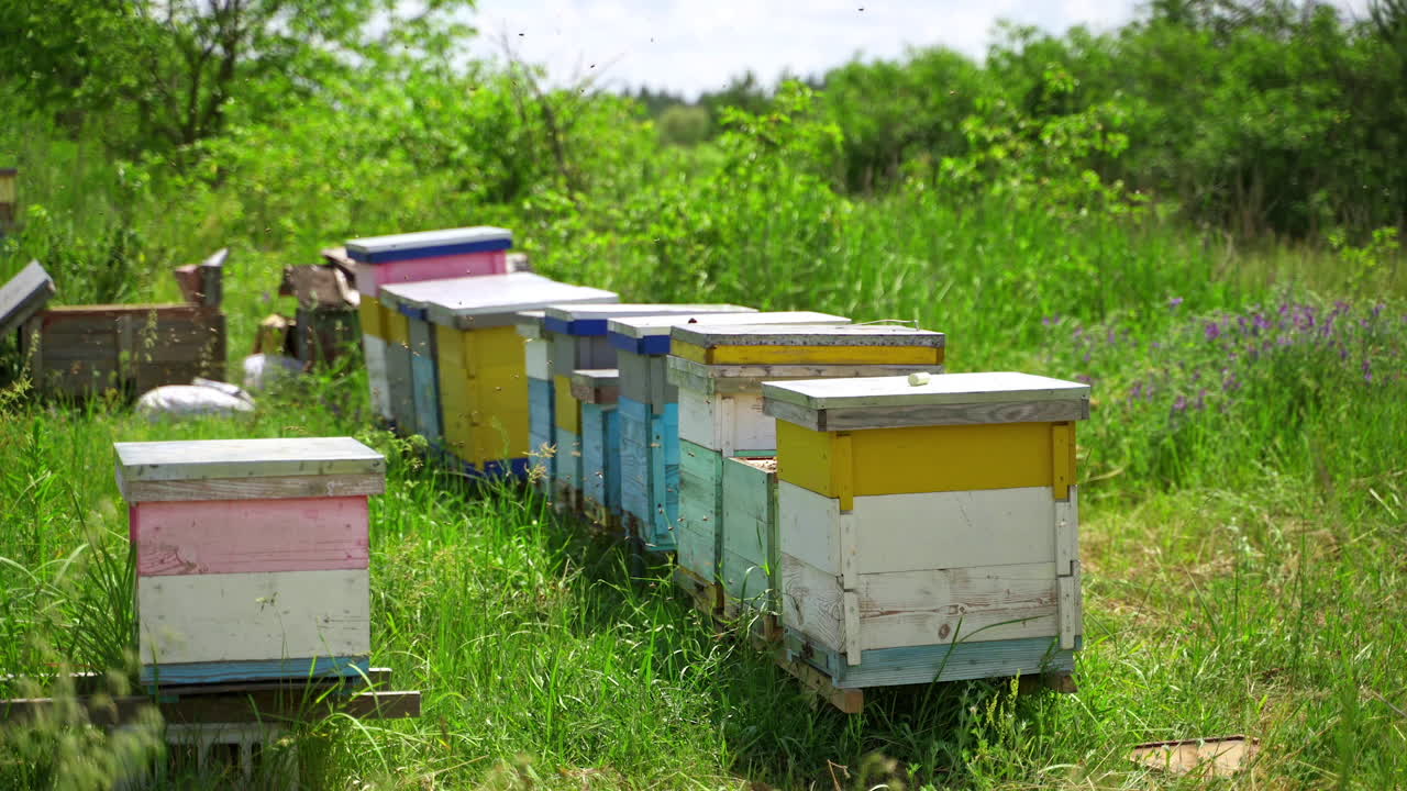 Beehives in nature. Bees collect pollen and carrying into the hive. Many hives on apiary in summer day. Beekeeping concept.