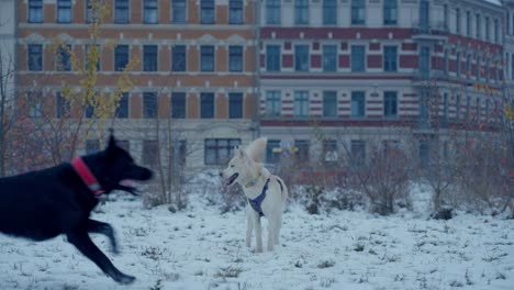 Dogs-running-over-the-snow-of-husky---Siberia