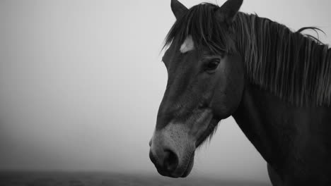 black and white horse photography in fog
