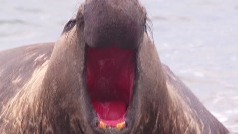 Súper-Primer-Plano-Del-Maestro-De-La-Playa,-Macho-Dominante-De-Elefante-Marino-Gritando-Junto-Al-Mar-Mostrando-El-Interior-De-Su-Boca