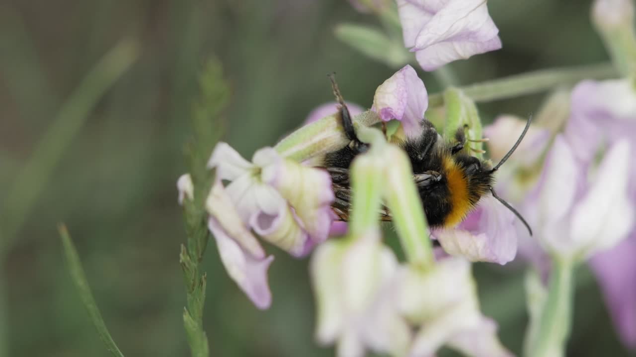 Macro Shot of Honeybee Gathering Nectar - macro shot