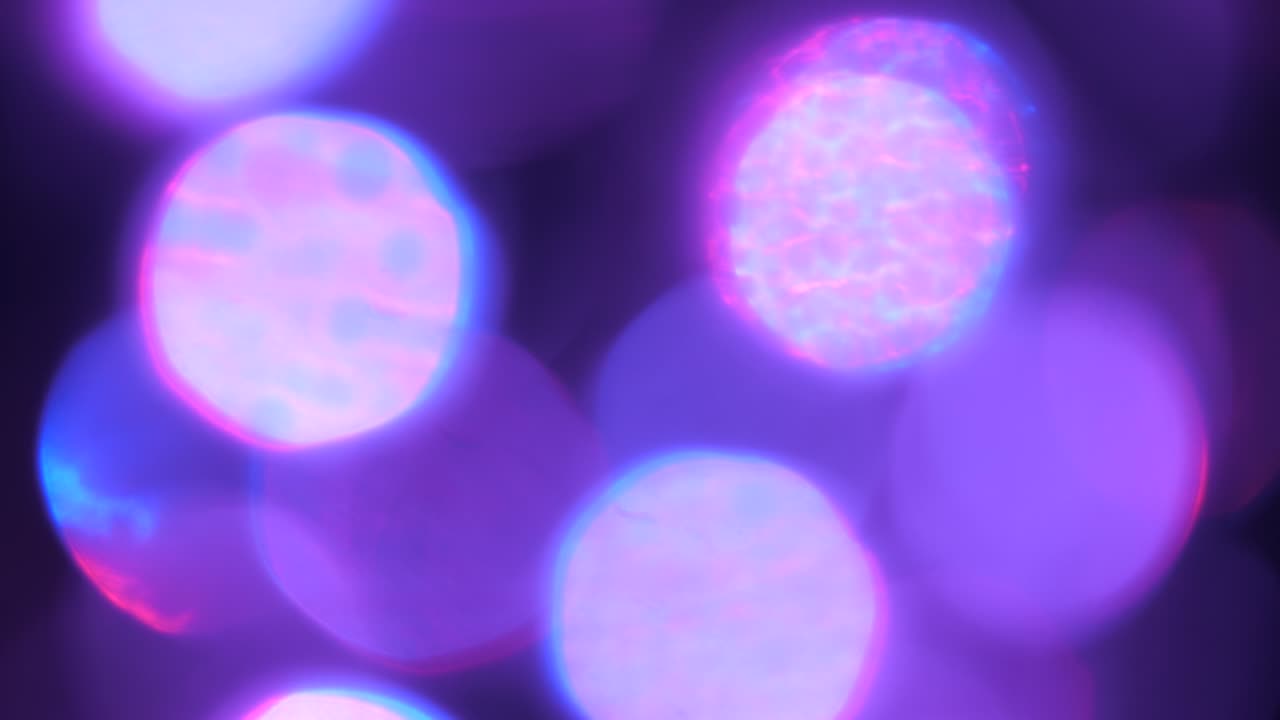 보라색은 흐릿한 빛의 원으로 보케 효과가 움직입니다.