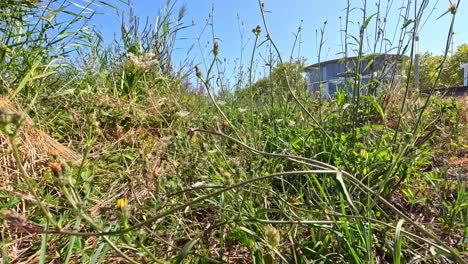 grass and building under clear blue sky