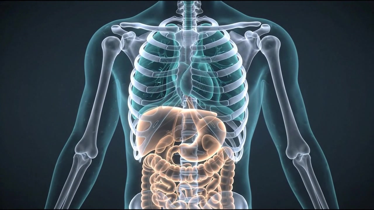 3D human chest skeleton model highlighting lung and heart area