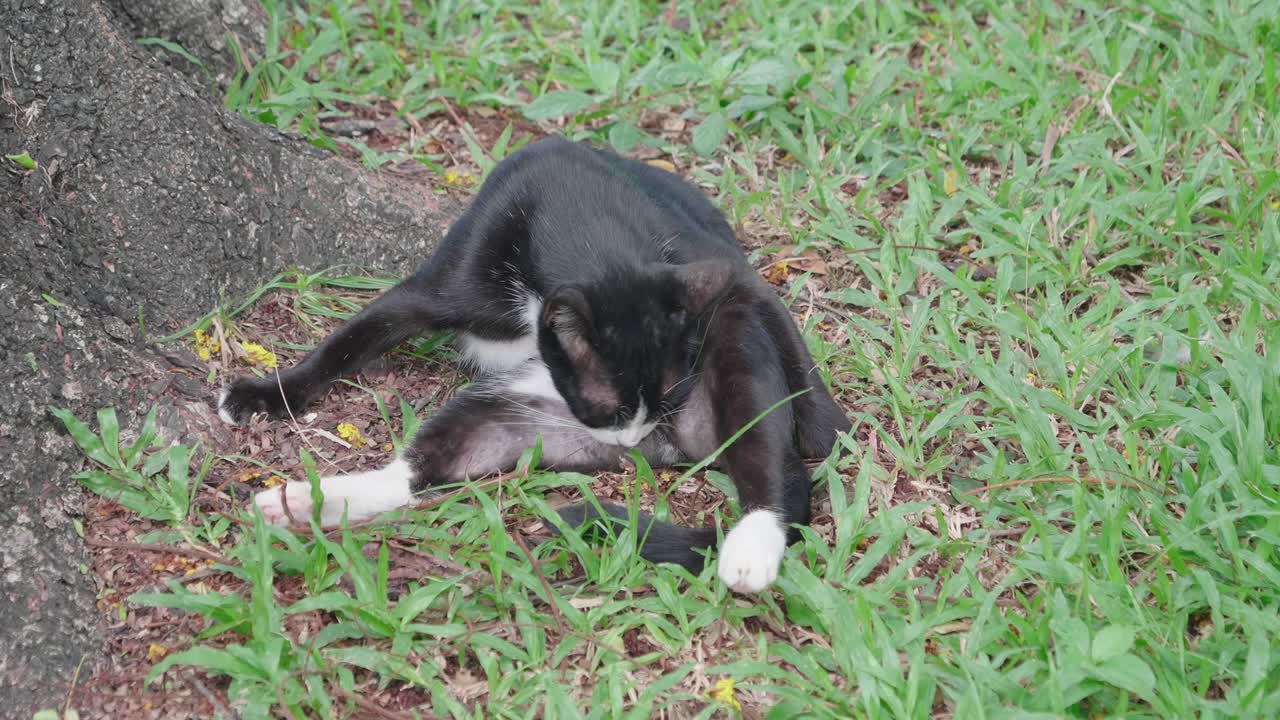 방의 피니 파크에 있는 고양이