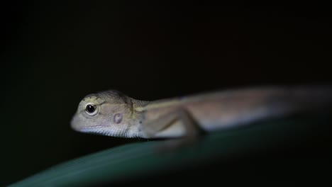 El-Lagarto-De-Jardín-Oriental-También-Se-Llama-Lagarto-De-Jardín-Oriental,-Chupasangre-Y-Lagarto-Cambiable