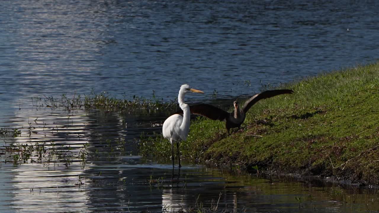 Anhinga harasses a great egret