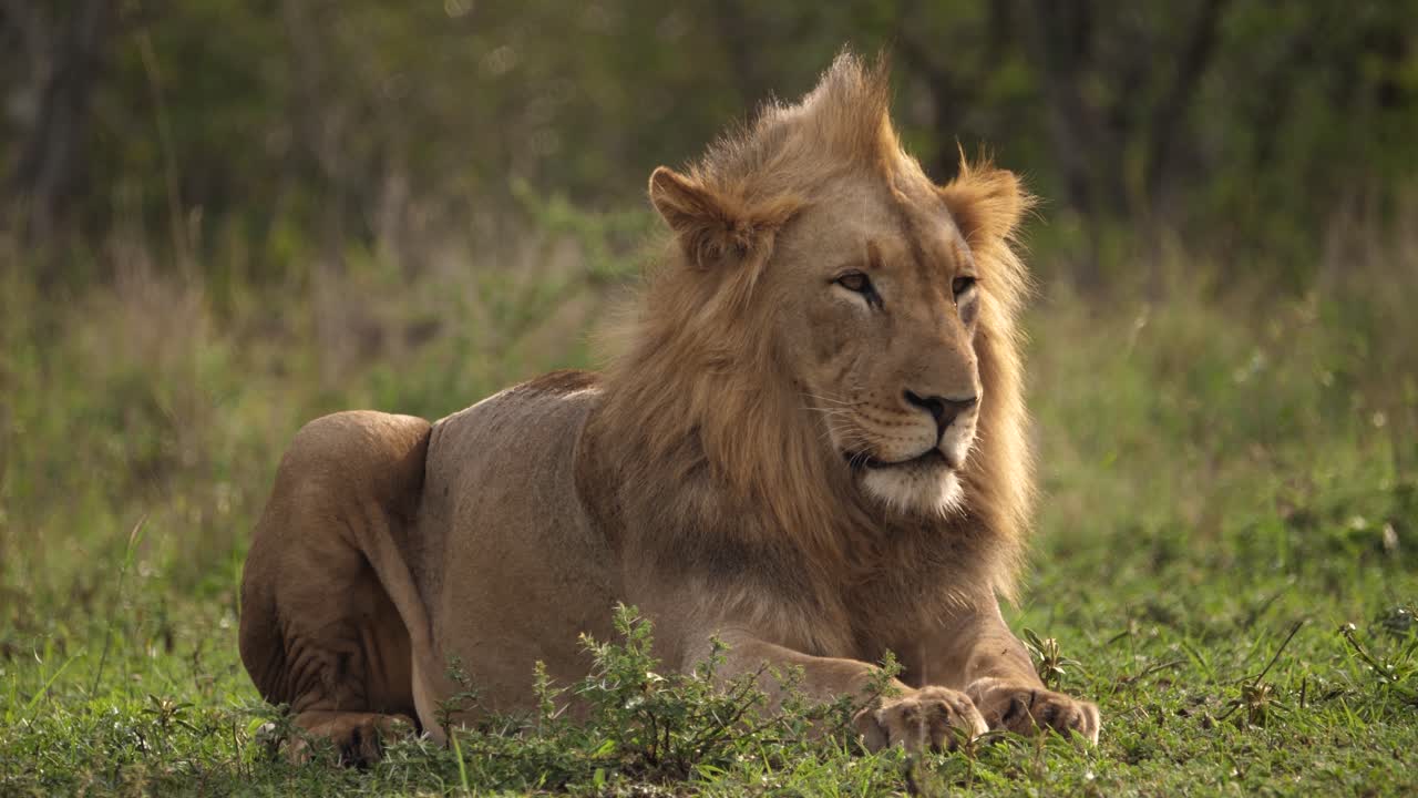 león africano macho adulto con melena mohawk se sienta pacíficamente en la sabana