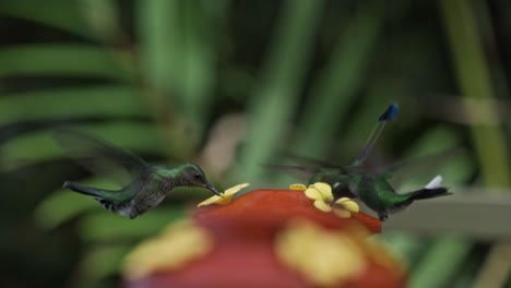 colibríes comiendo en mindo, ecuador