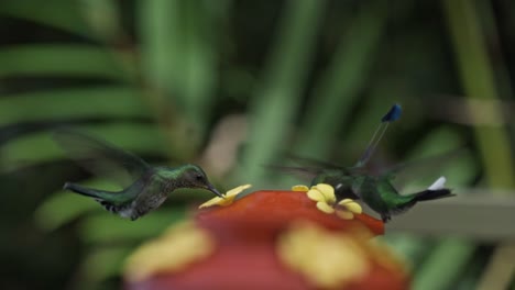 hummingbirds eating in mindo, ecuador