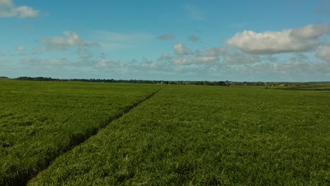 Aerial-shot-flying-forward-over-a-sugar-cane-plantation,-near-a-road-that-crosses-the-plantation