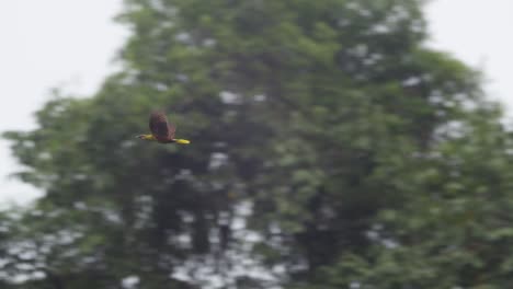 Eine-Oropendola-Schlägt-Mit-Den-Flügeln-Und-Fliegt-Vor-Bäumen-Und-Geht-Dann-Hinter-Einen-Baum,-Nach-Einer-Einstellung