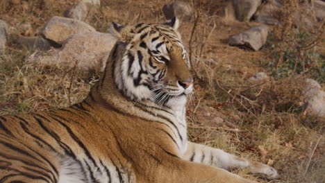 el tigre se relaja y gira la cabeza de cerca