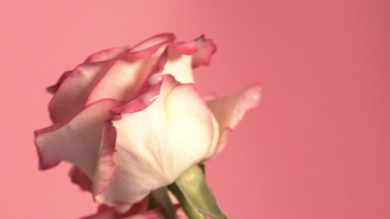 vakker slowmotion makro skudd av farget væske sprøyting på rose i omvendt