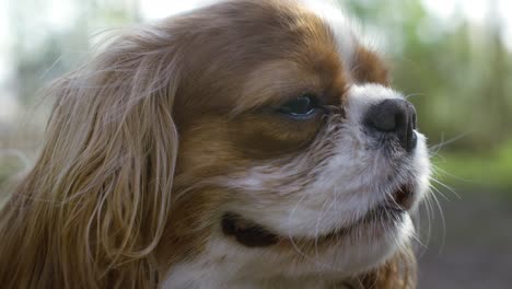 cavalier king charles spaniel. shot on super slow motion camera 1000 fps.