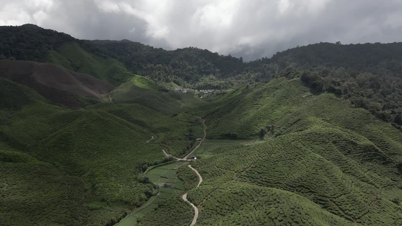 Lush tea plantation in mountainous Cameron Valley in Malaysia, aerial