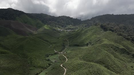 lush tea plantation in mountainous cameron valley in malaysia, aerial