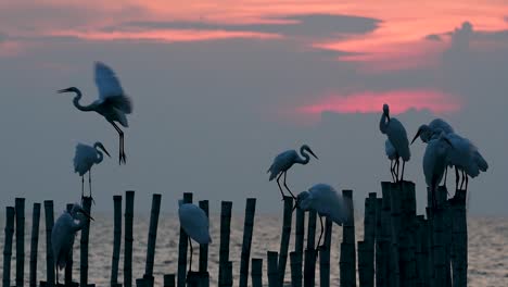 The-Great-Egret,-also-known-as-the-Common-Egret-or-the-Large-Egret