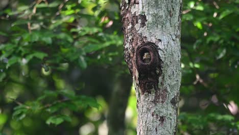 Búho-Pigmeo-Con-Collar,-Taenioptynx-Brodiei,-Parque-Nacional-Kaeng-Krachan,-Tailandia