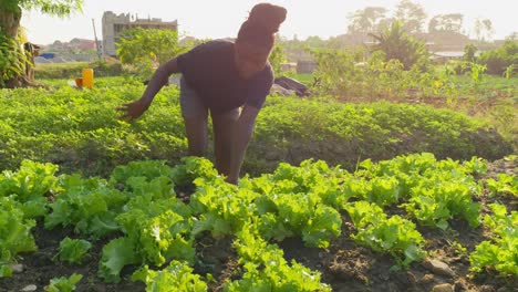 young black female farmer working in africa plantation of salad growing food