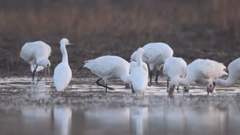 flock of birds fishing in cloudy day