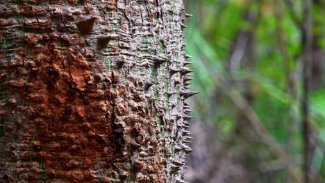 tiro lento de espinas puntiagudas en la corteza de un árbol tropical exótico en la jungla fuera de la cueva lapa doce en el parque nacional chapada diamantina en bahia, noreste de brasil