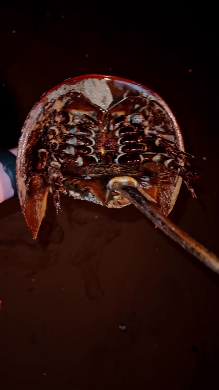 Una persona sostiene un cangrejo herradura sobre la arena por la noche. El entorno es oscuro y la mano es visible. El cangrejo muestra su caparazón y textura
