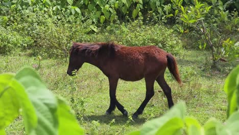 brown horse in a field