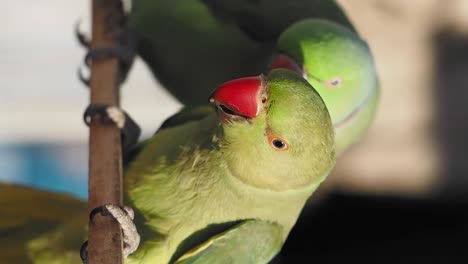 close-up of ringneck parakeets