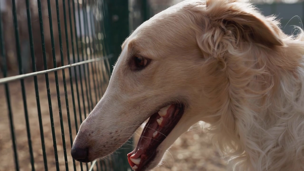 Cane di colore chiaro con pelo lungo in piedi vicino a una recinzione metallica verde, con la bocca aperta e la lingua visibile mentre guarda oltre. Lo sfondo mostra un ambiente esterno con un'altra persona parzialmente in vista