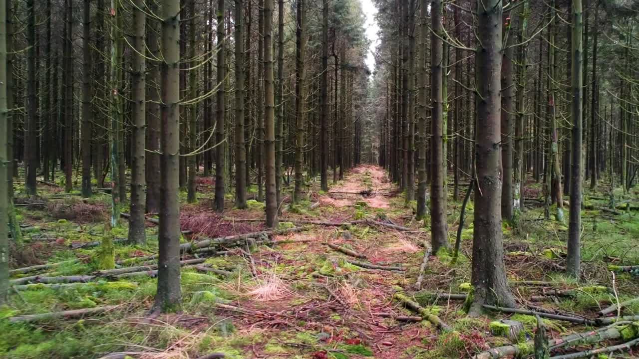 dron empujar tiro verde pino bosque bosque día ramas sin hojas