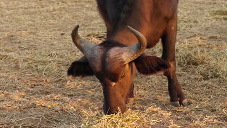 Close-up-of-a-big-african-buffalo-grazing,-with-amazing-sunset-lighting