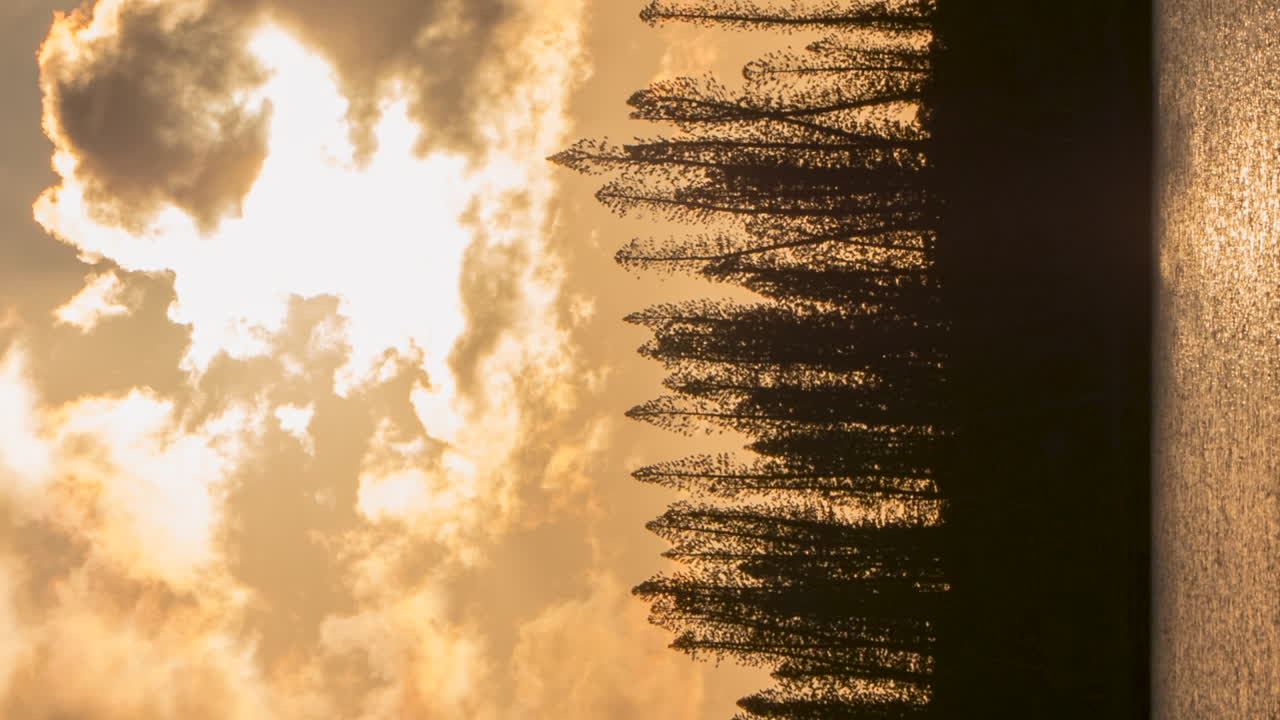 파인 섬의 황금 시간 수직 타임  ⁇ 스, 해변의 기둥 모양의 파인 나무