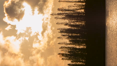 Golden-hour-vertical-timelapse-on-Isle-of-Pines,-Columnar-pine-trees-on-beach