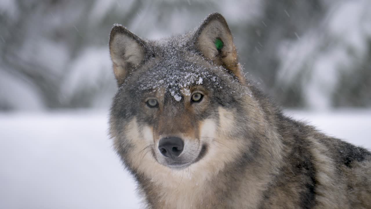 noble lobo gris escandinavo en el reino de su frío hábitat nevado - retrato medio primer plano