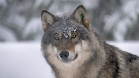 noble scandinavian grey wolf in the realm of his cold snowy habitat - portrait medium close up shot