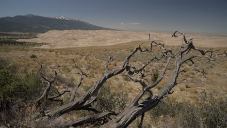 gran parque nacional de dunas de arena detrás del pintoresco árbol de enebro viejo