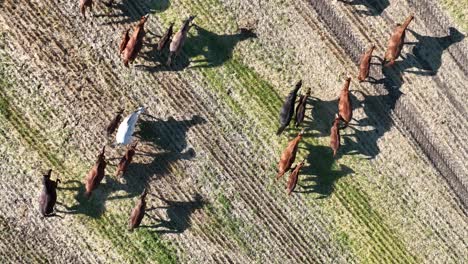 vista aérea de arriba hacia abajo de caballos salvajes corriendo libres por las praderas del sur de alberta