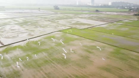 vista aérea de un pájaro de garzas blancas volando en la misma dirección.