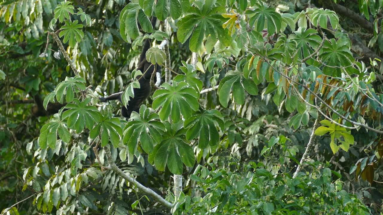mono aullador colgado boca abajo en el árbol y comiendo las frutas