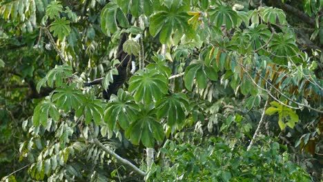 Mantelbrüllaffe,-Der-Kopfüber-Im-Baum-Hängt-Und-Die-Früchte-Frisst