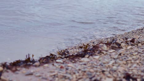 Statische-Nahaufnahme-Rack-Fokus-Auf-Kleine-Wellen,-Die-Sich-An-Einem-Kiesstrand-Mit-Algen-Auf-Dem-Sand-In-Lettland-An-Der-Ostsee-Kräuseln-Und-Brechen