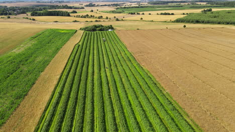 largo campo verde con hileras de plantas de moras en el campo