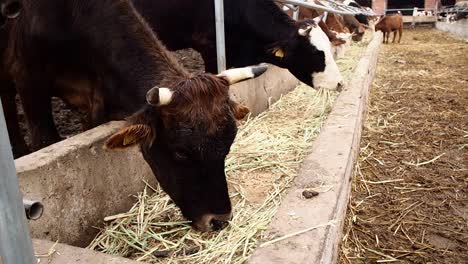 dairy cows feeding in the farm