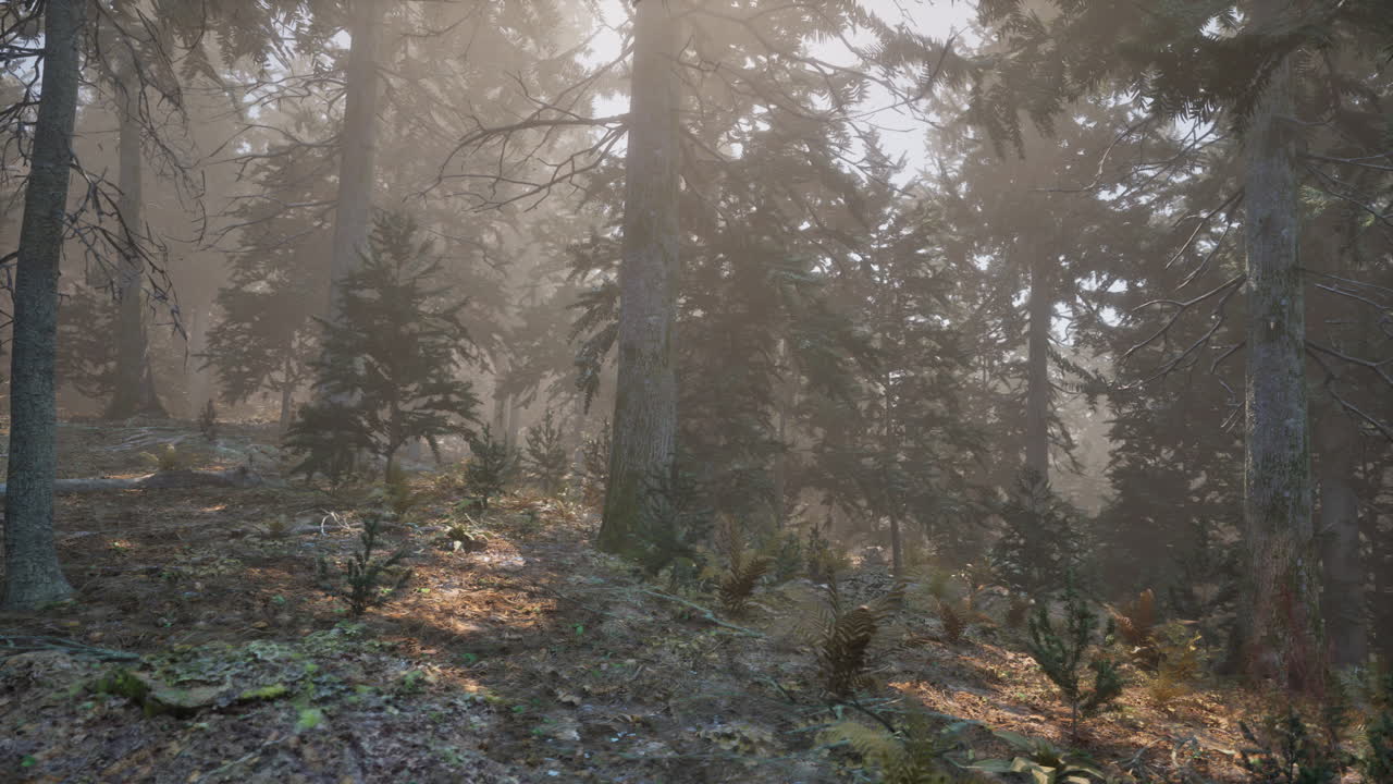 A misty forest with sunlight peeking through the trees